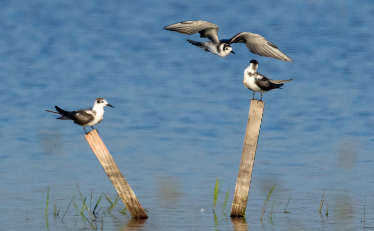 Black Tern - ML620626990