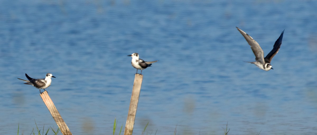 Black Tern - ML620626991