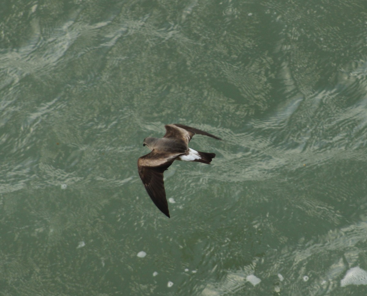 Leach's Storm-Petrel - ML620626993