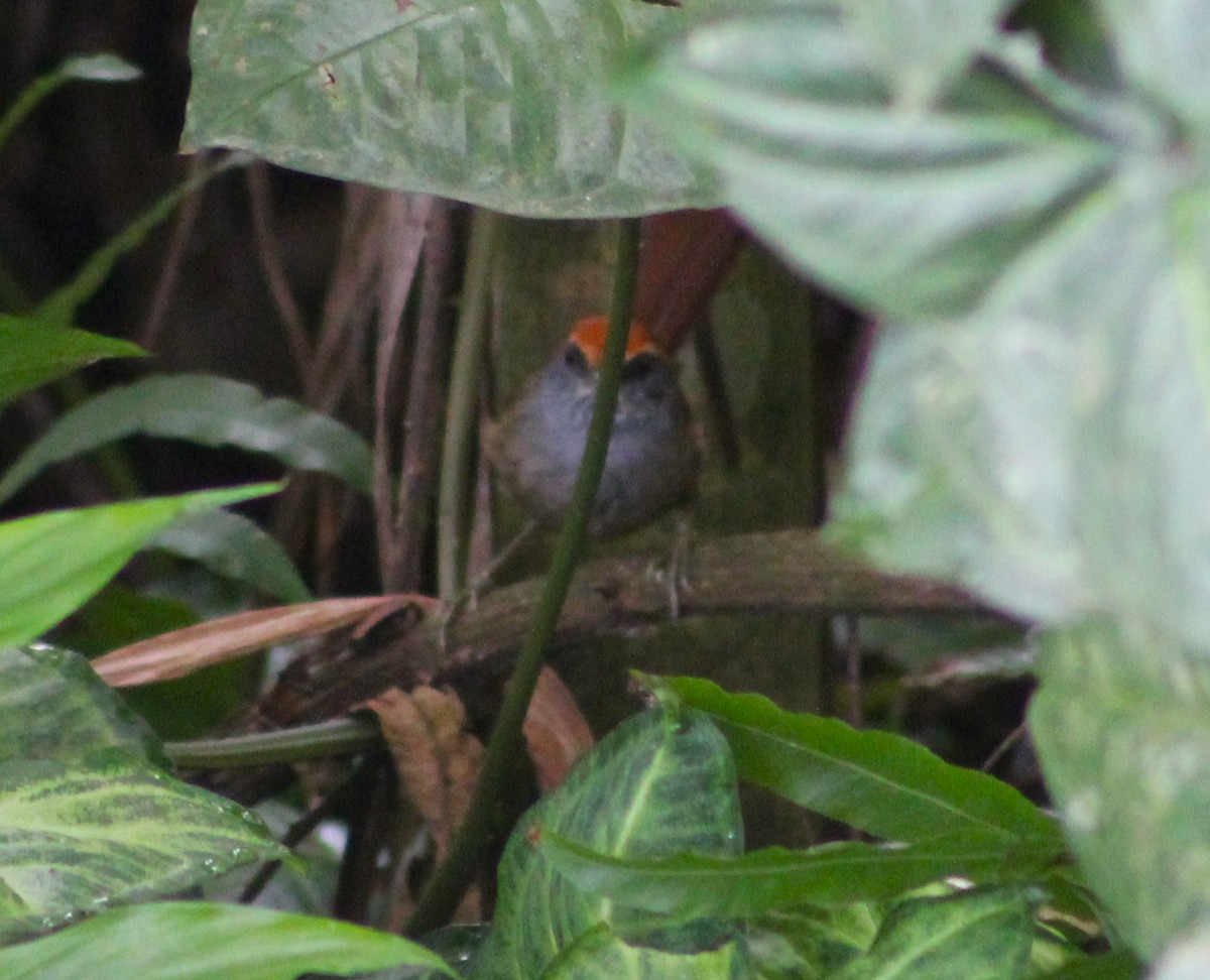 Rufous-capped Spinetail - ML620626995