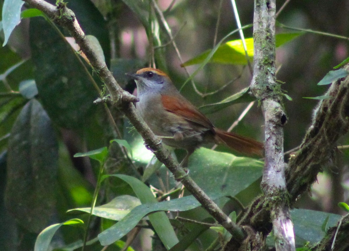 Rufous-capped Spinetail - ML620626996