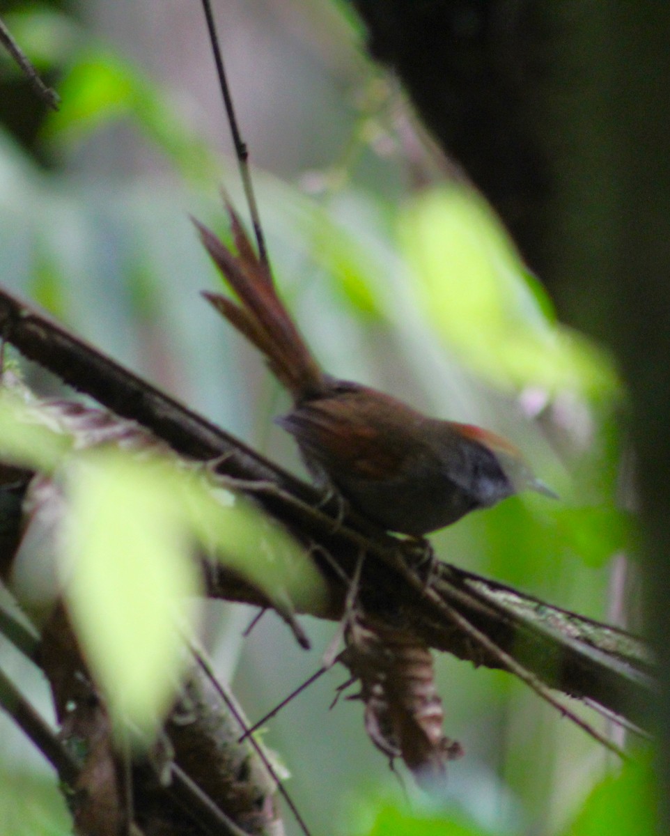 Rufous-capped Spinetail - ML620626997