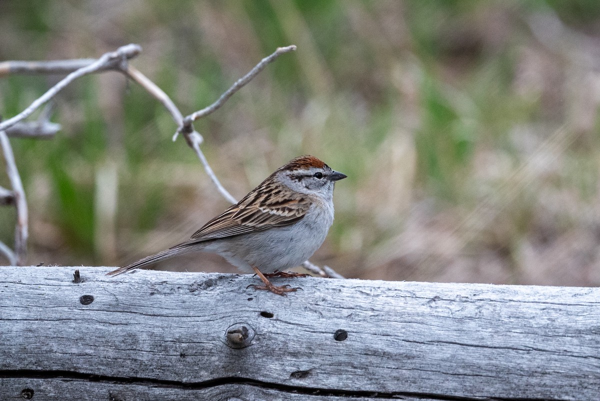 Chipping Sparrow - ML620626998