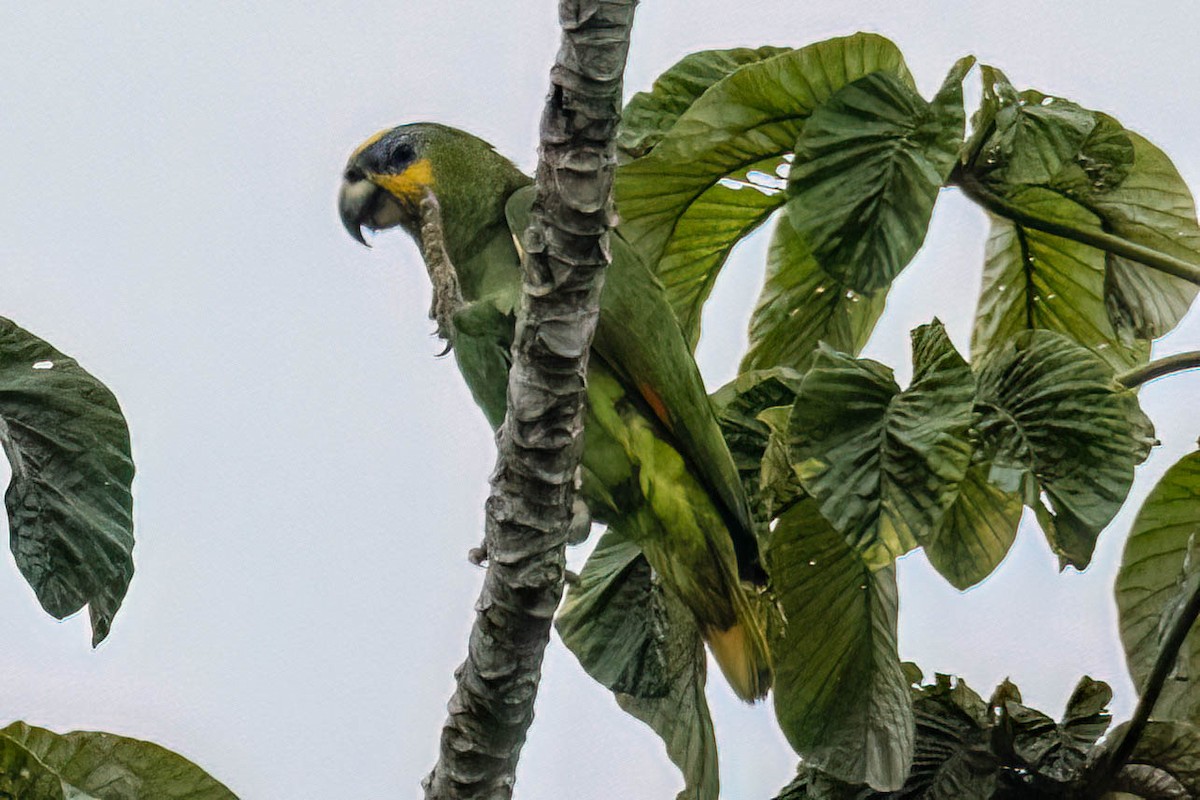 Orange-winged Parrot - ML620627004