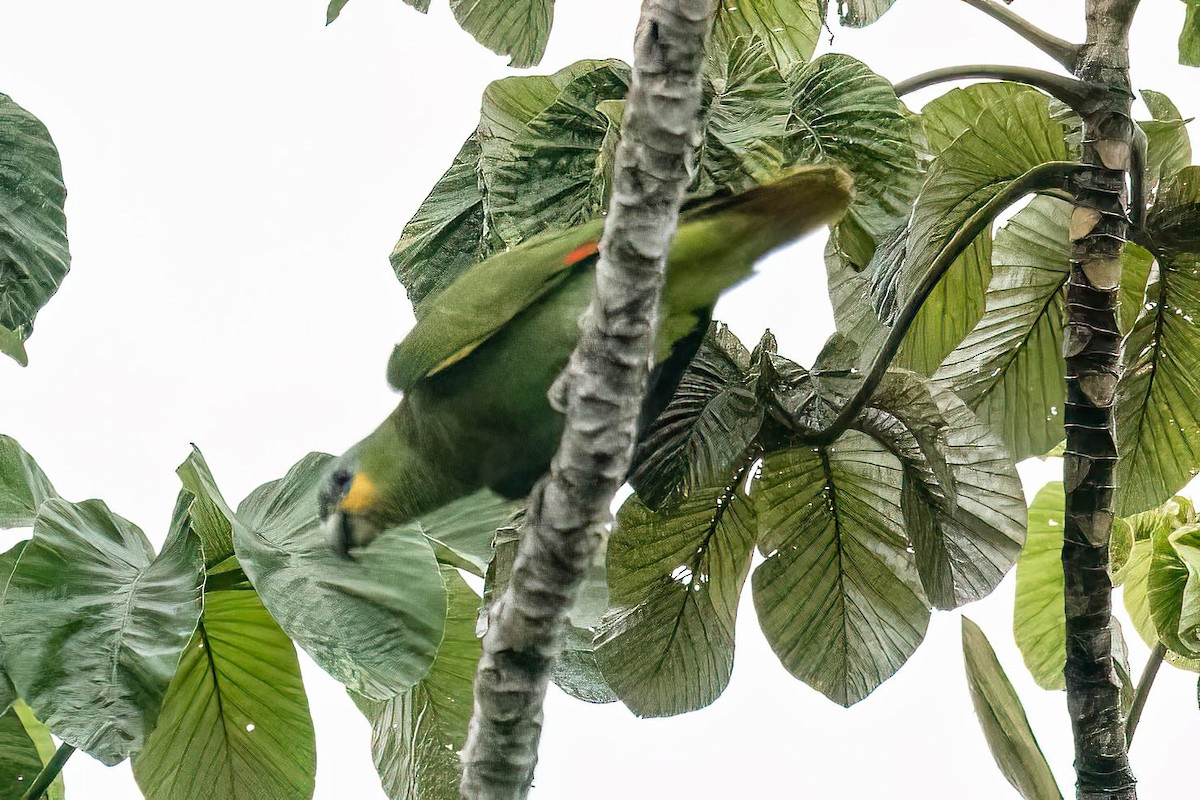 キソデボウシインコ - ML620627005