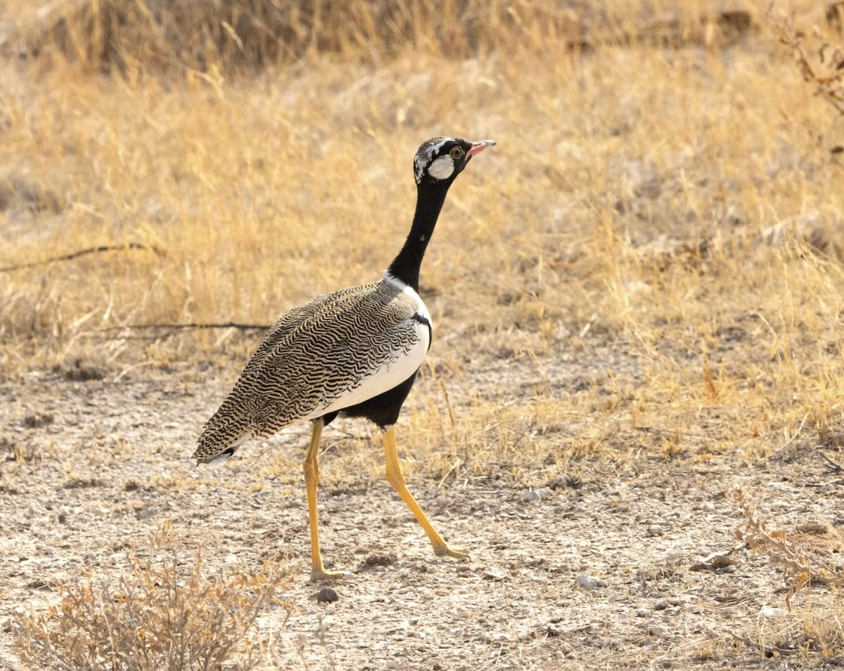 White-quilled Bustard - ML620627009