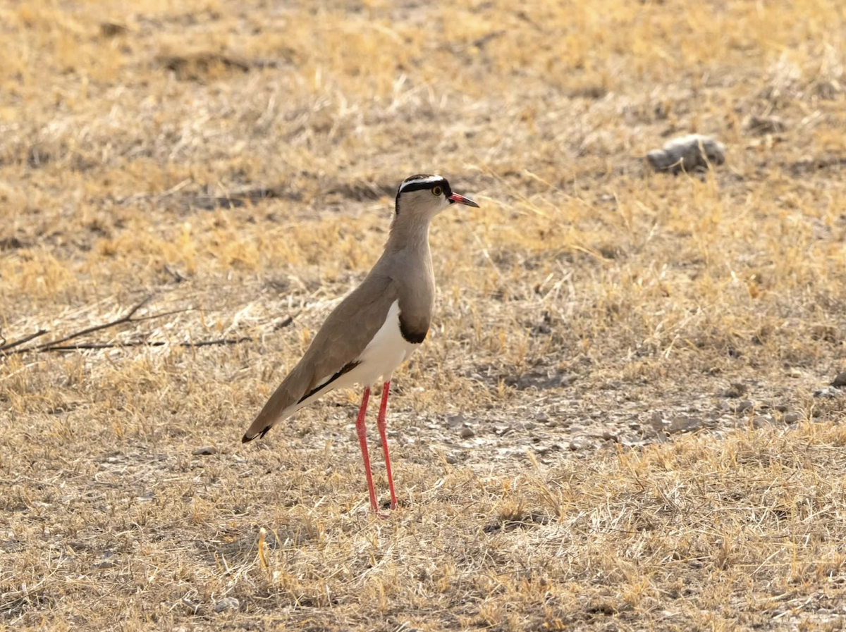 Crowned Lapwing - ML620627010