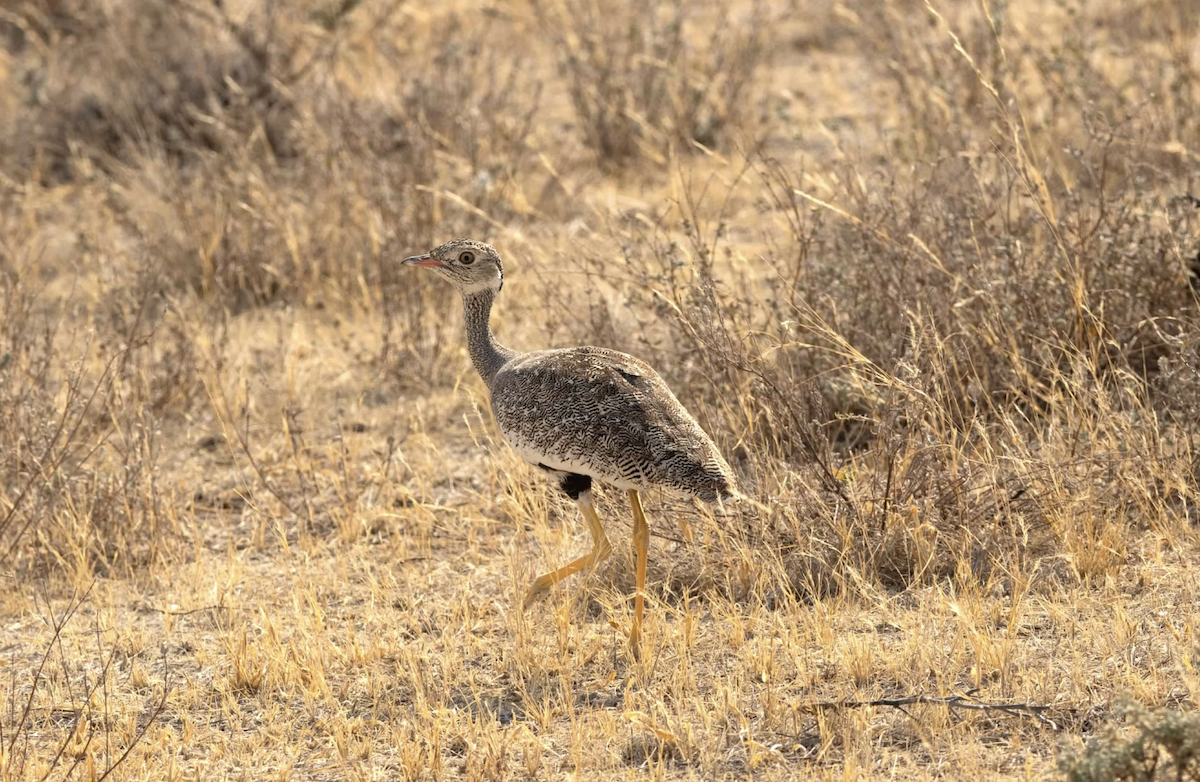 White-quilled Bustard - ML620627011