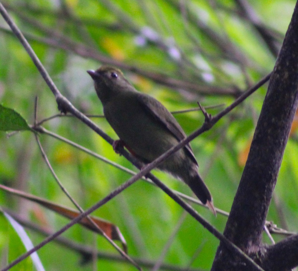 Swallow-tailed Manakin - ML620627012