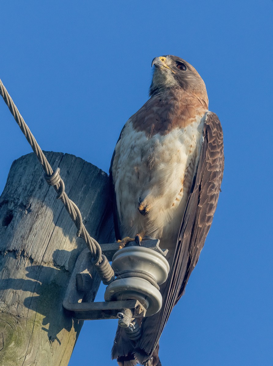 Swainson's Hawk - ML620627018