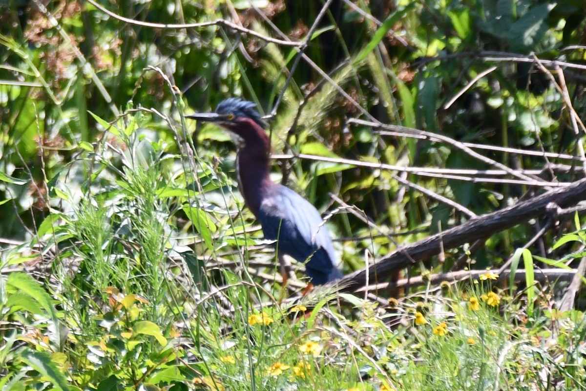 Green Heron - ML620627020