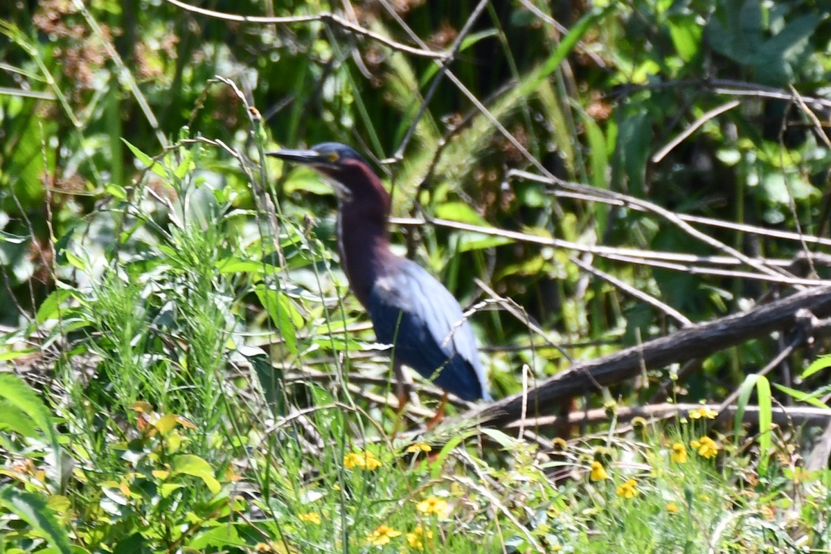 Green Heron - ML620627021