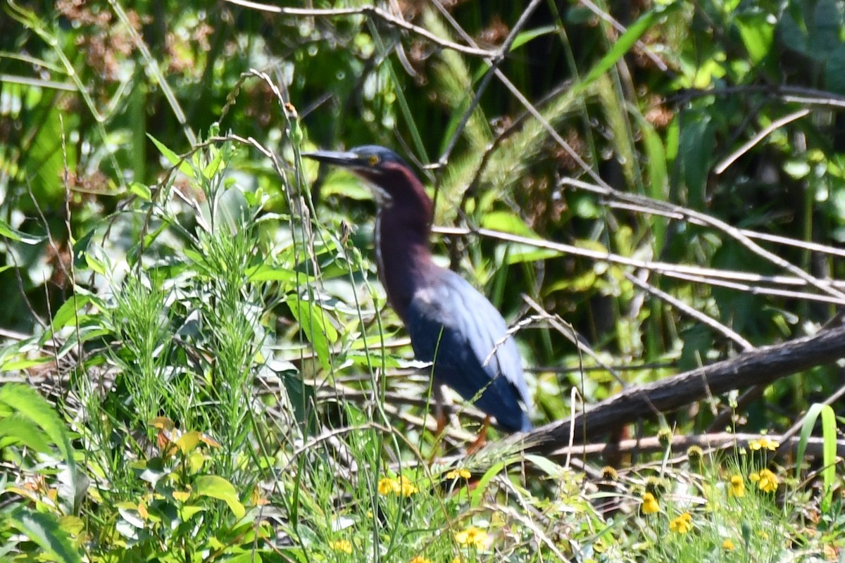 Green Heron - ML620627022