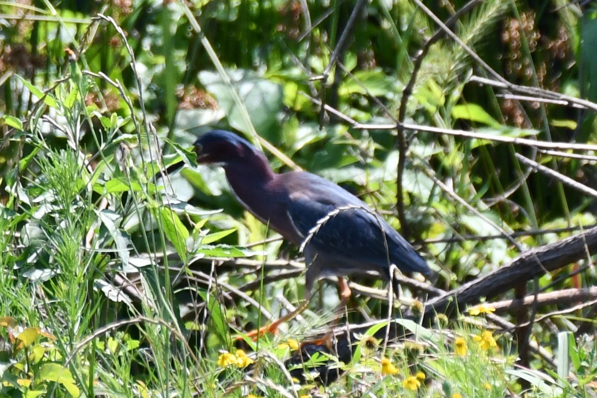 Green Heron - ML620627024