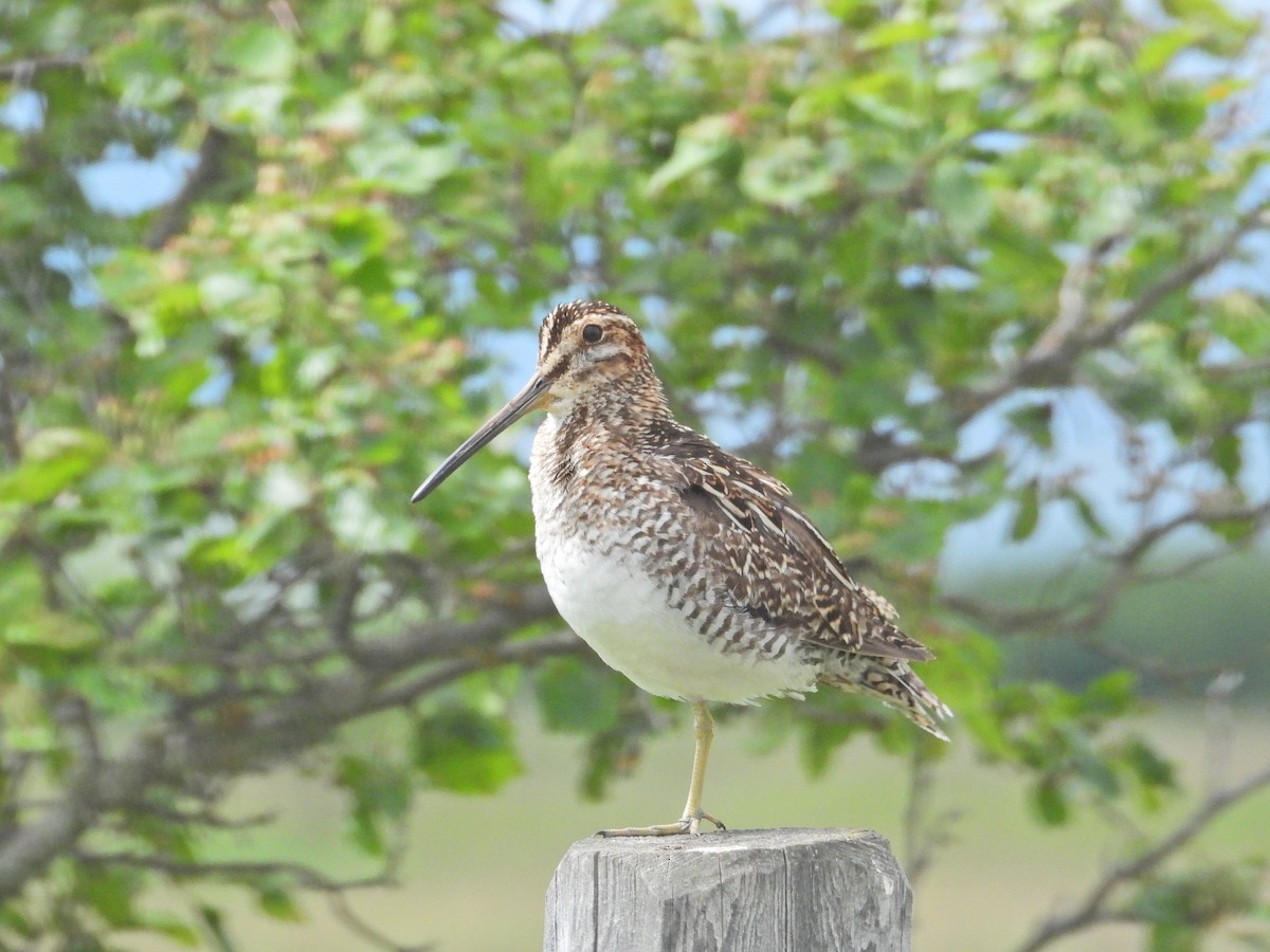 Wilson's Snipe - TWS CWB