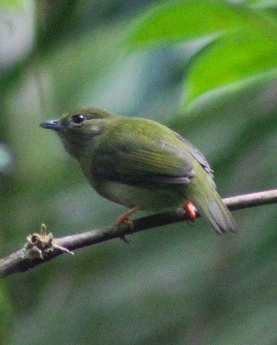 White-bearded Manakin - ML620627027