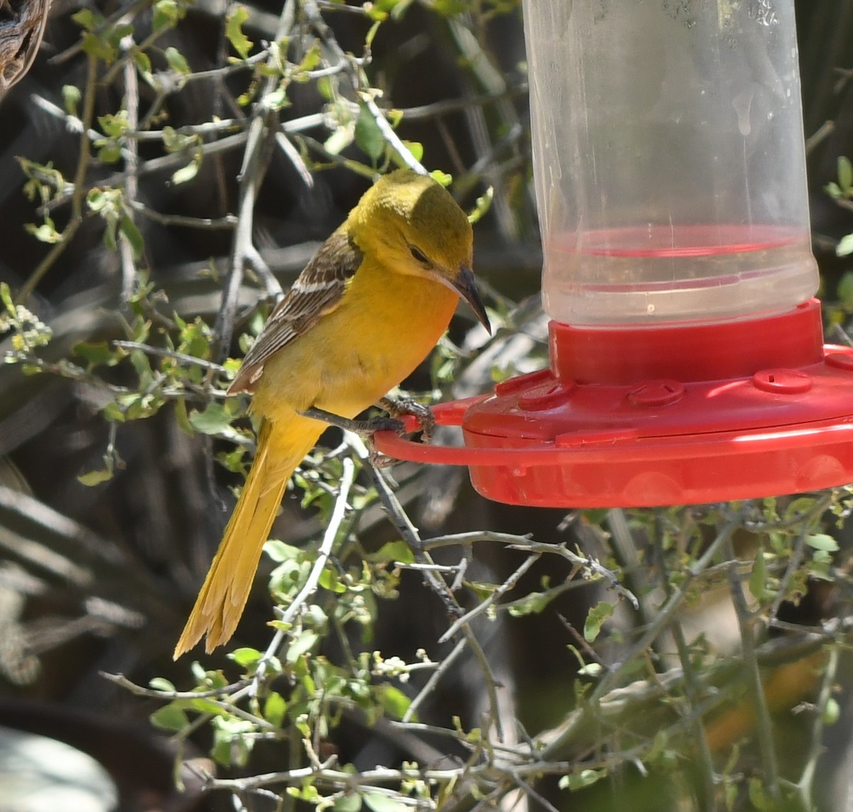 Hooded Oriole - ML620627028