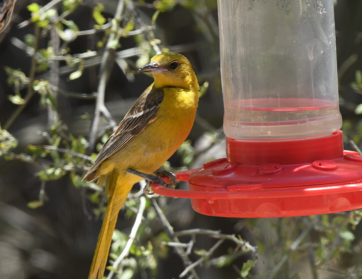 Hooded Oriole - ML620627029