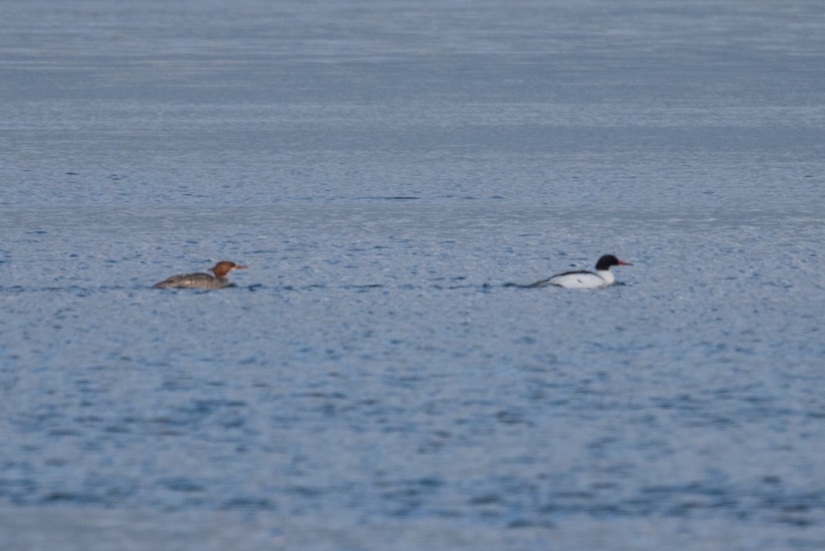 Common Merganser - ML620627034