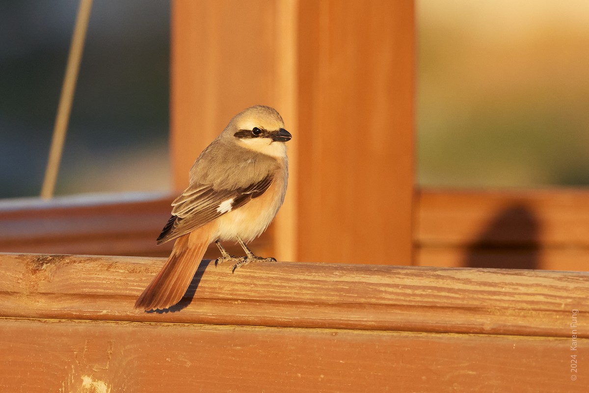 モウコアカモズ（isabellinus） - ML620627035