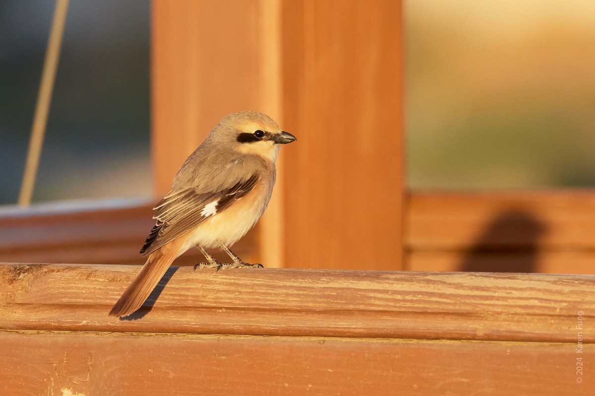 モウコアカモズ（isabellinus） - ML620627037