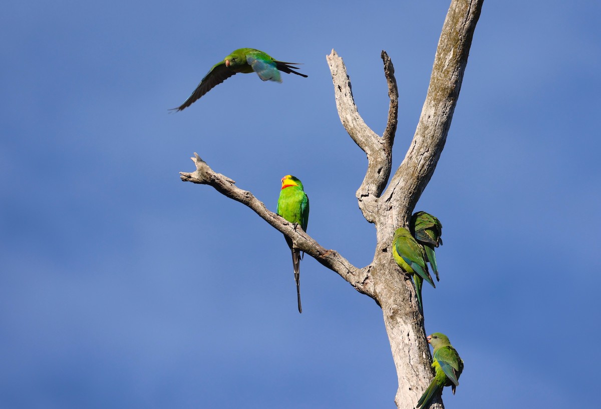 Superb Parrot - ML620627039