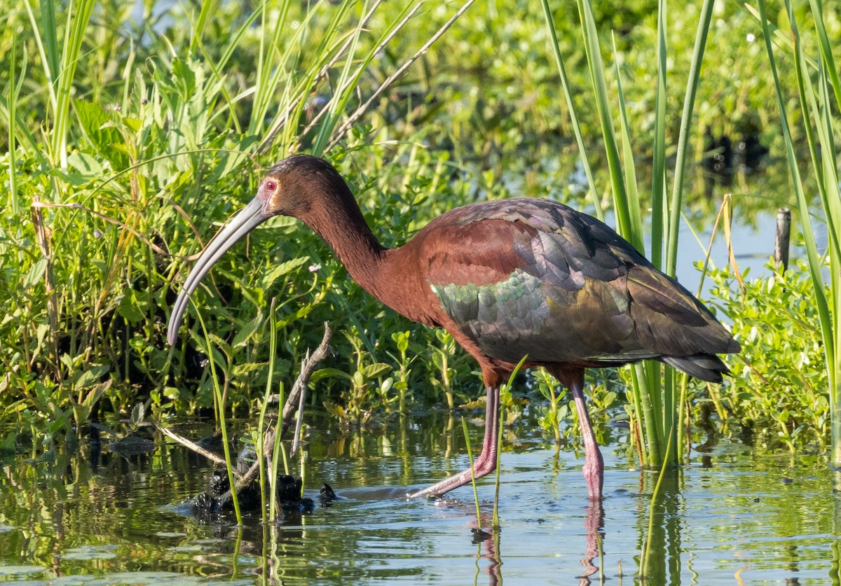 ibis americký - ML620627042