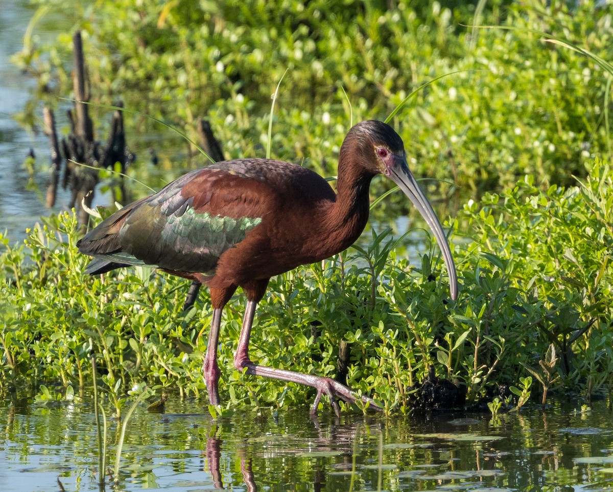 ibis americký - ML620627043