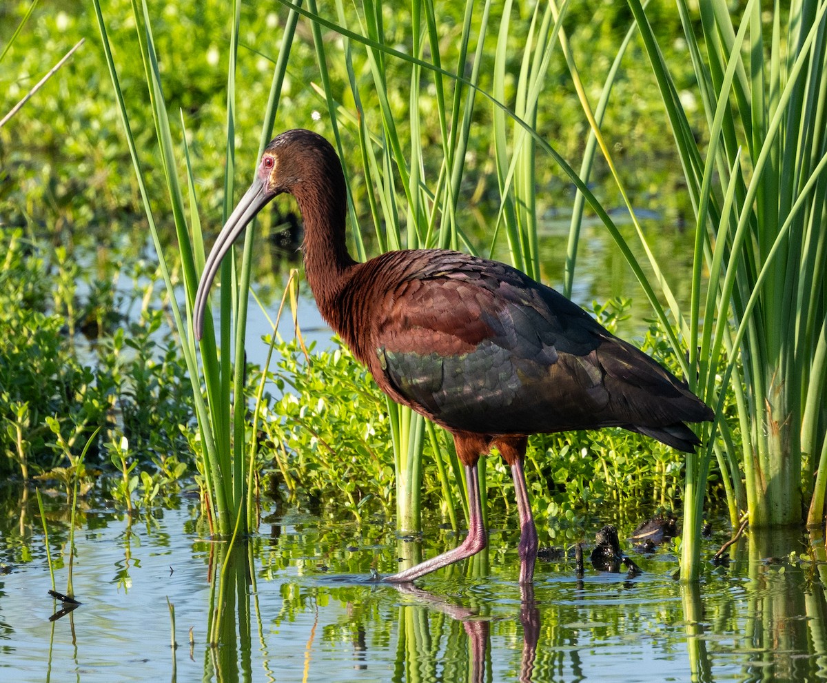 White-faced Ibis - ML620627044