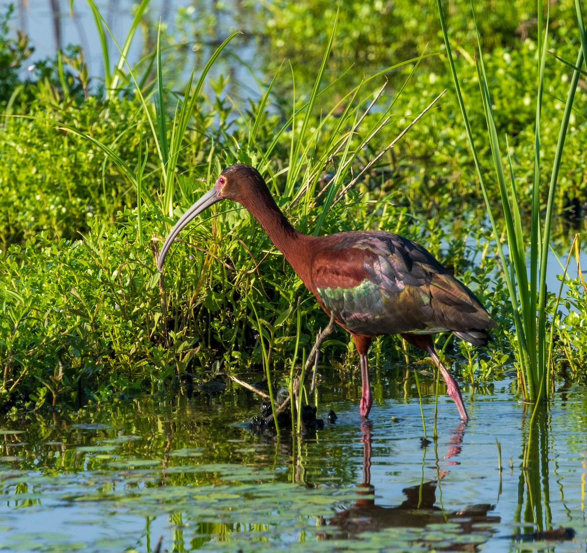 Ibis à face blanche - ML620627046