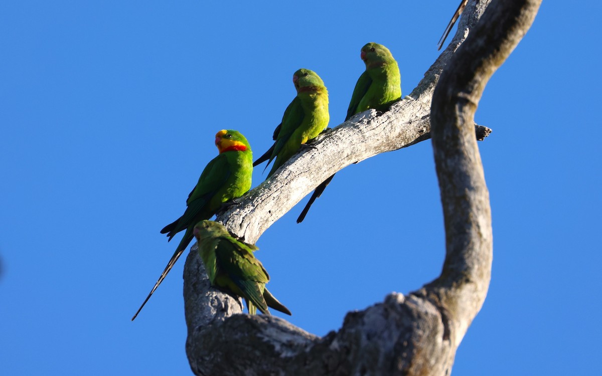 Superb Parrot - ML620627049