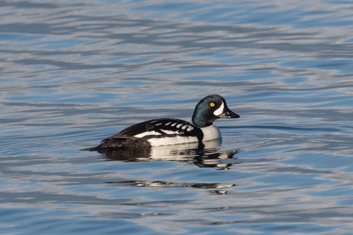 Barrow's Goldeneye - ML620627051