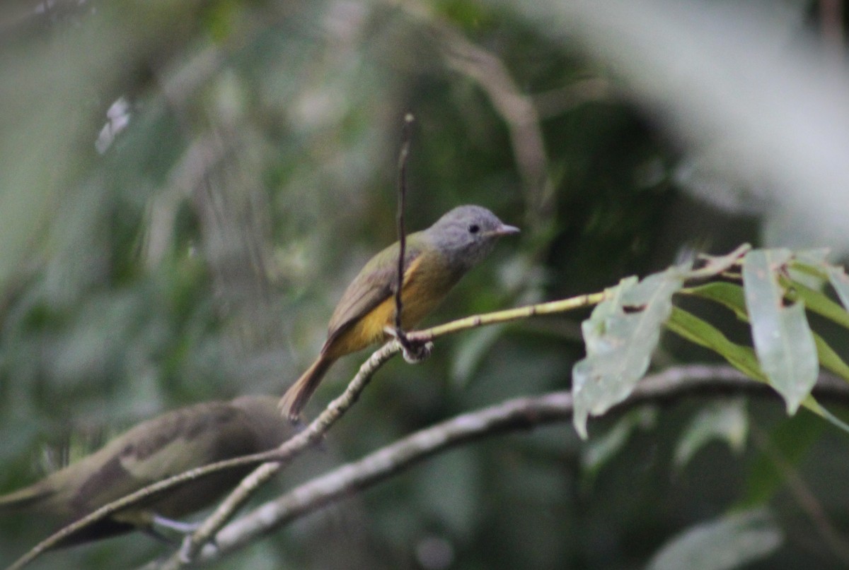 Gray-hooded Flycatcher - ML620627052