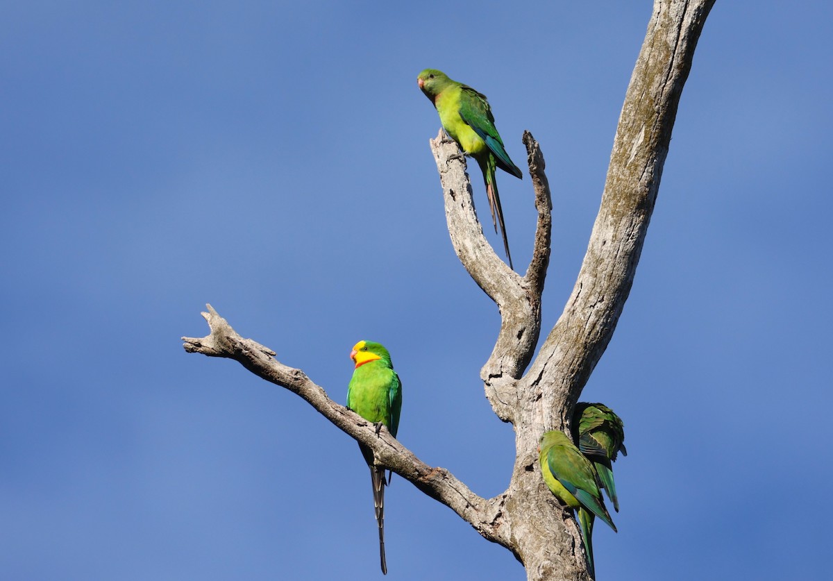 Superb Parrot - ML620627055