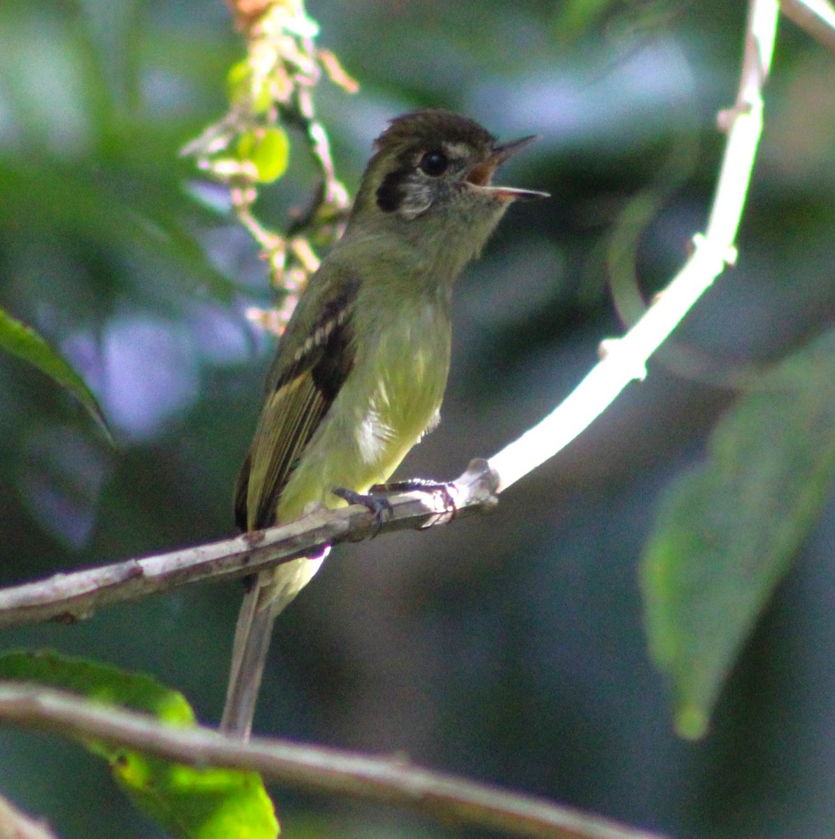 Sepia-capped Flycatcher - ML620627058