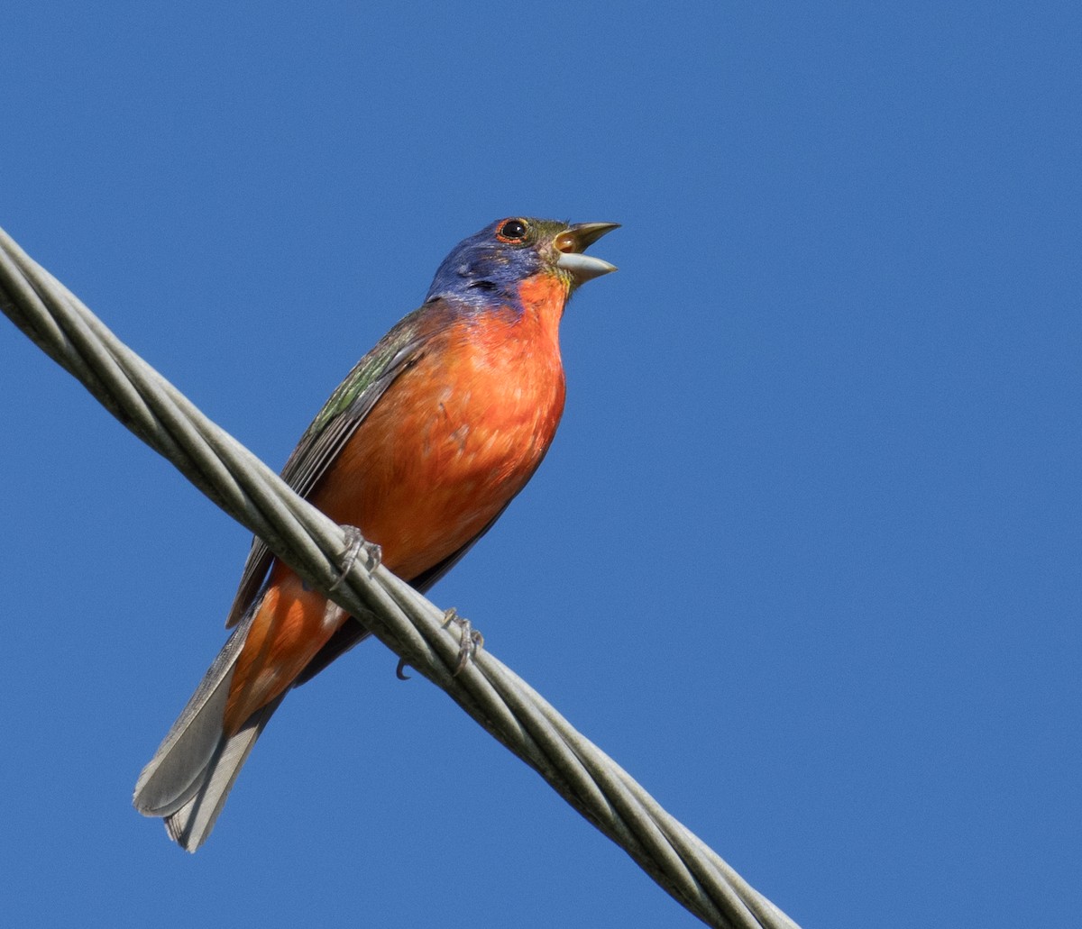 Painted Bunting - ML620627060