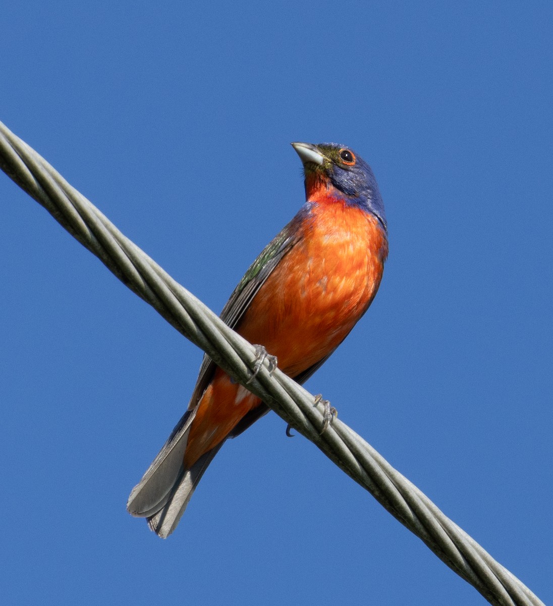 Painted Bunting - ML620627061