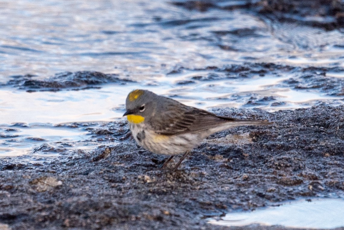 Yellow-rumped Warbler - ML620627062