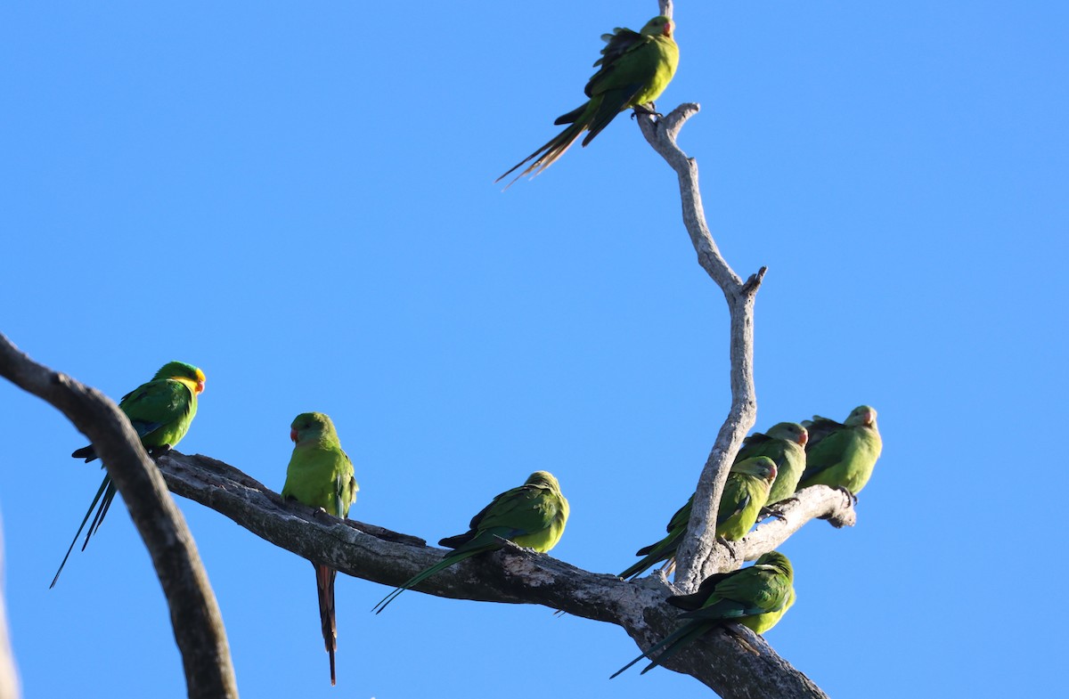 Superb Parrot - Catarina Gregson