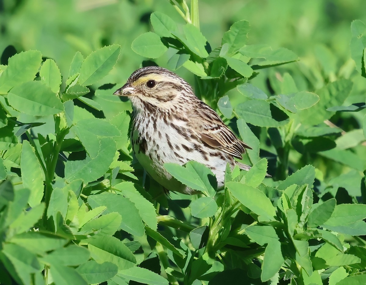 Savannah Sparrow - ML620627071