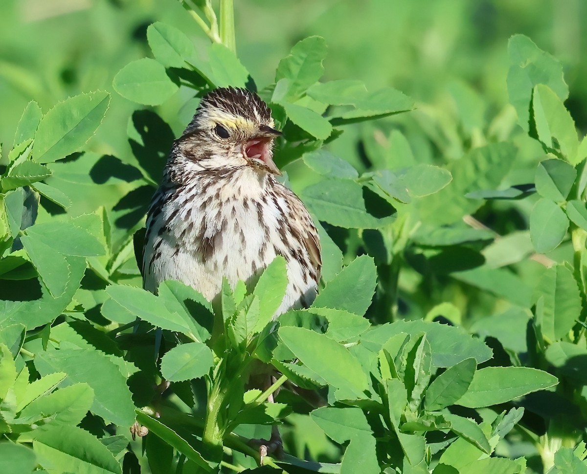 Savannah Sparrow - ML620627073