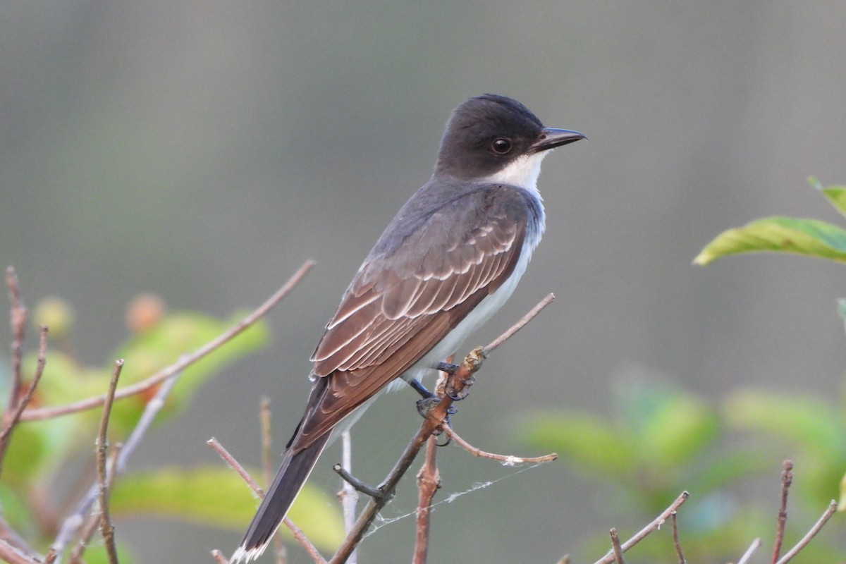 Eastern Kingbird - ML620627074