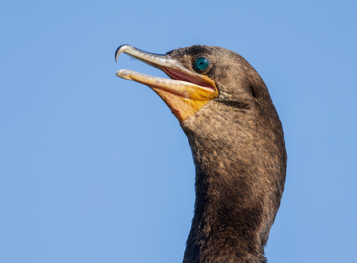 Cormorán Biguá - ML620627075