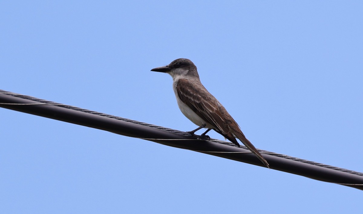 Gray Kingbird - ML620627078