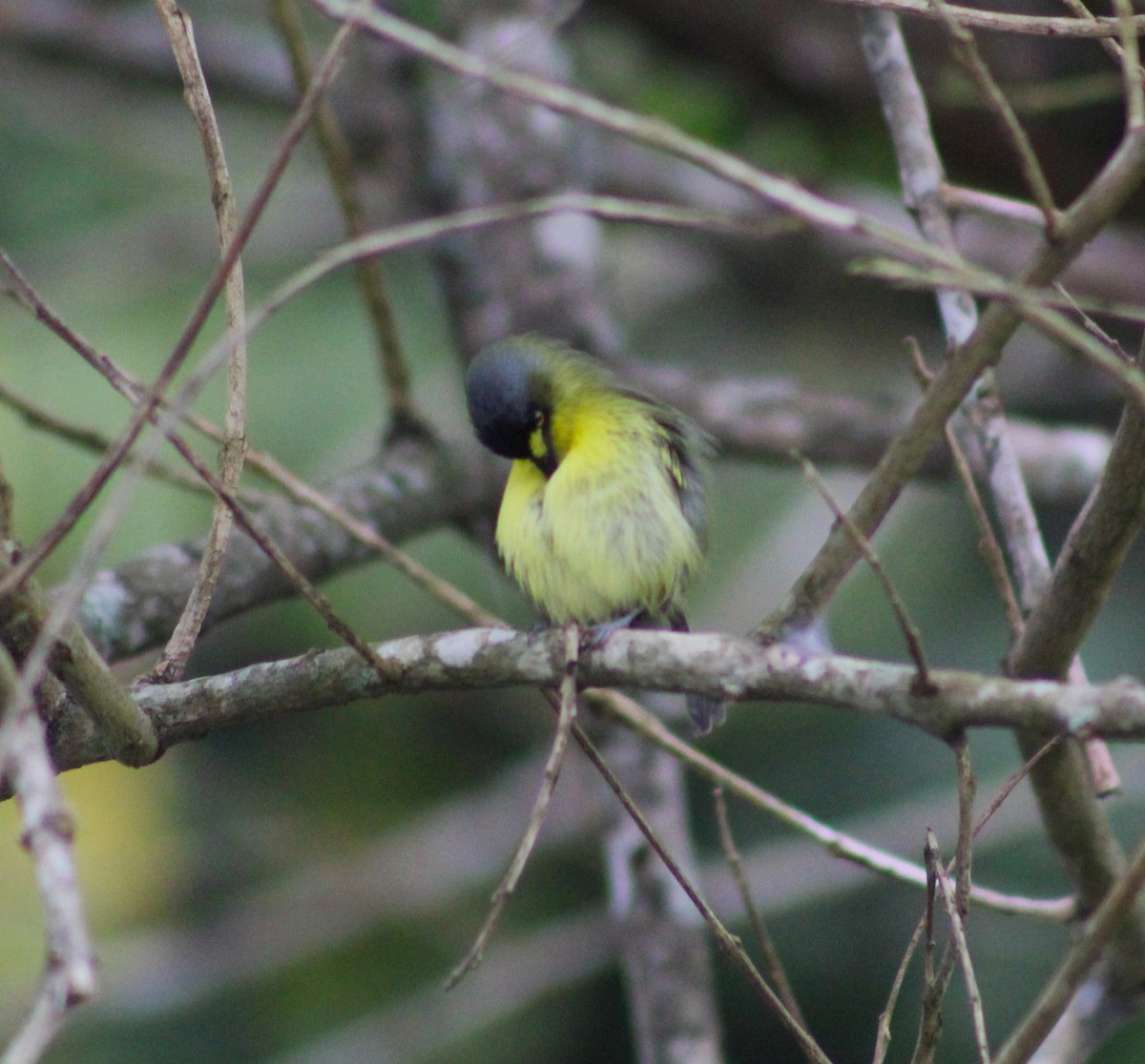 Gray-headed Tody-Flycatcher - ML620627079