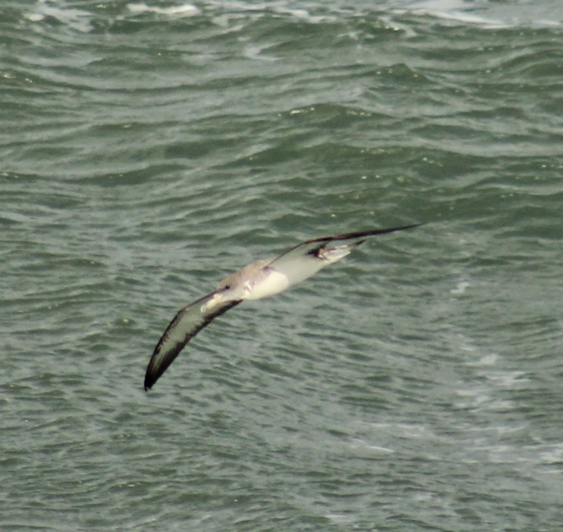 Cory's Shearwater - ML620627081