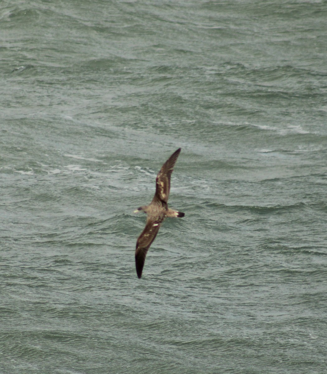 Cory's Shearwater - ML620627084