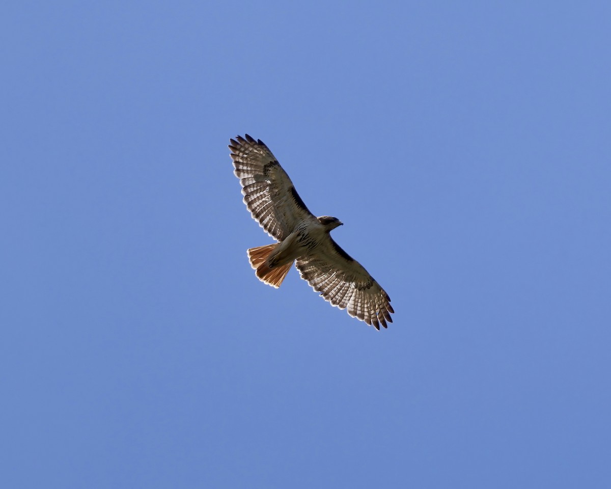 Red-tailed Hawk - ML620627086