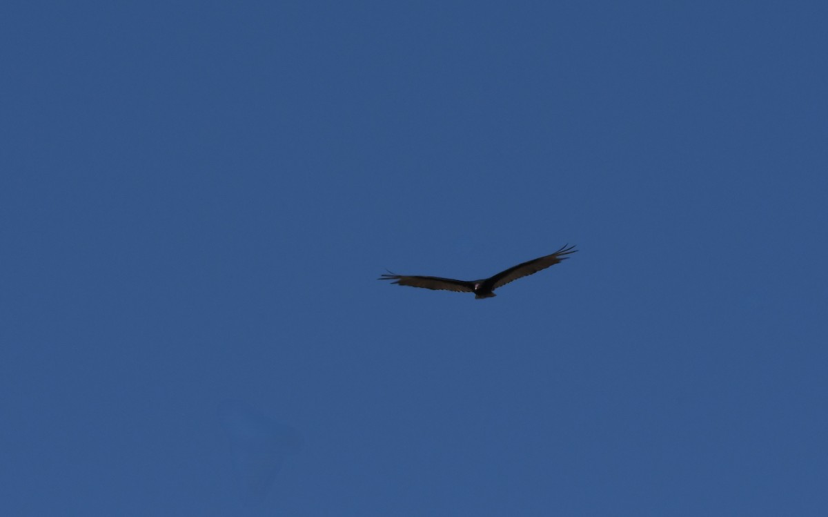 Turkey Vulture - Janine McCabe