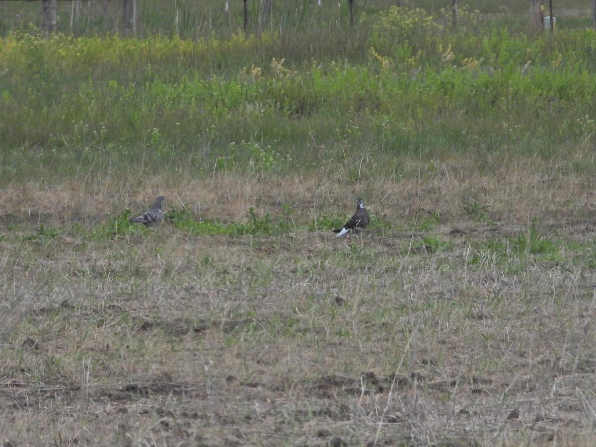 Rock Pigeon (Feral Pigeon) - ML620627088